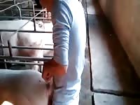 Boy fucking pig gaybeast com [ Beastiality lust ]