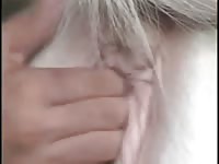 Brazilian man sex with mare gaybeast com [ Animal lust ]