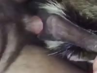 Breeding a friends goat gaybeast com [ Animal lust ]