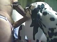 Brickly and dalmation bithch brickly brickly dalmation and cow prt 2