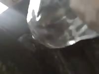 Bull enema 2 gaybeast com [ lust Fucked by Pet ]