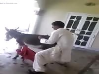 Burro gaybeast com [ Beastiality Girl ]