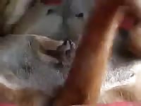 Cadela dando pro seu macho gaybeast com [ Animal Woman ]