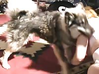 Chubby wife loves dog sex with her cute Huskie puppy