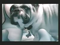 Amanda and her bulldog having dog sex