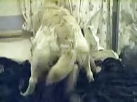 Blonde dog fucks black-haired whore in amateur dog porn