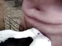Calf blowjob 2 gaybeast com [ Zoophilia Porn With Bitch ]