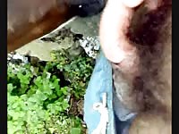 Calf sucks