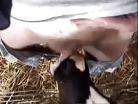Calfs blowjob gaybeast com [ Animal Girls ]