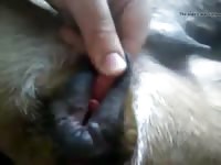Cane con gay primi piani gaybeast com [ Zoophilia lust ]