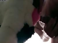 Canine plushie sex gaybeast com [ Zoophilia Woman ]