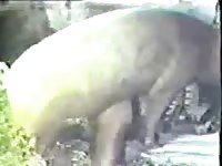 Two girls having animal sex in the forest