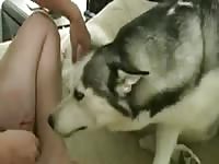 Husky licks human's pussy in dog porn
