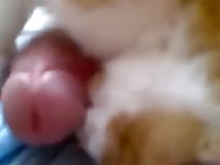 Cat 4 Gaybeast.Com - Animal Porn Video