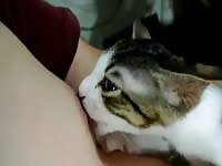 Cat Sucks Nipple Gay Beast Com - Beastiality Porn Tube