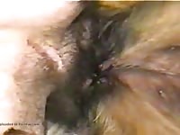 Chica Mala 08 Gaybeast Rip - Animal Sex Tube
