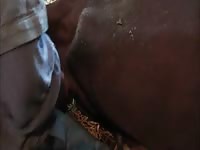 Chocolat Gay Beast Com - Beastiality Porn Video