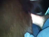 Chocolate Lab Anal With Pullout Gaybeast - Animal Porn Video