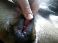 Clip Dog Fuck 003