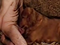 Clip Dog Suck Dick