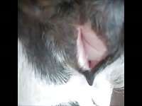 Clip Goat Fucking