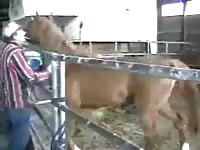 Cogido Por Caballo Gaybeast - Bestiality Porn Movie