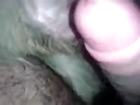 Cogiendo A Mi Perra Gaybeast.Com - Bestiality Porn Tube