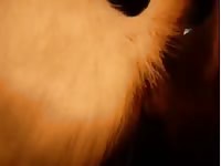 Comendo A Cabra Gaybeast.Com - Zoo Xxx Porn Movie