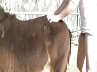 Comendo A Egua Gaybeast.Com - Zoo Xxx Porn