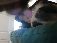 Comendo De Ladinho Gay Beast Com - Animal Sex Video