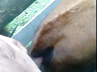 Comendo Teineira Gaybeast - Bestiality Sex Movie