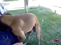 Como Satisfacer Un Perro Gay Beast Com - Zoo Xxx Sex