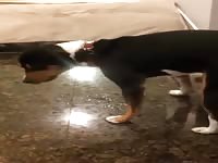 Cousins Dog Wanking Gay Beast Com - Animal Porn Movie