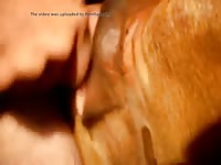 Cow 6 Gaybeast Rip - Beastiality Porn Video