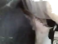Cow Anal Gaybeast Rip - Beastiality XXX Sex Movie