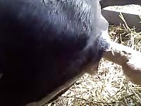 Cow Dild Gaybeast Rip - Beastiality Sex Tube