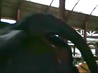 Cow Enema Gaybeast.Com - Animal Porn Tube