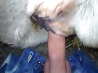 Cow Fuck Gay Beast Com - Beastiality Sex Tube