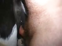 Cow Fucking 1 Gaybeast - Beastiality XXX Porn Tube