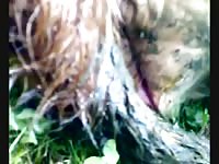 Cow Fucking 2 Gaybeast.Com - Beastiality XXX Porn Tube