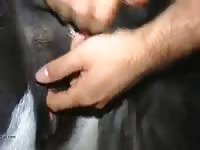 Cow Gaybeast Rip - Bestiality Porn Movie