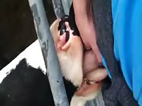 Cow Gives Head Gaybeast - Animal Porn Video