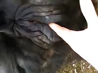 Cow Pee 7 Fist Gay Beast Com - Bestiality Porn Movie