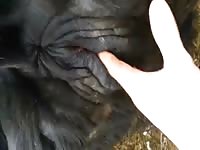 Cow Pee Fist Gay Beast Com - Beastiality Porn Movie