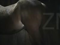 Cow Poke Horse Fuck Gaybeast Rip - Bestiality Sex Video