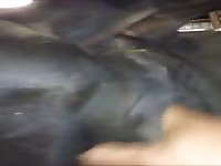 Cow Pussy2 Gay Beast Com - Beastiality XXX Sex Video
