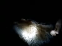 Cow Special Gaybeast - Beastiality Porn Movie