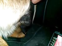 Coyote Anal Finger Gay Beast Com - Animal Porn Video
