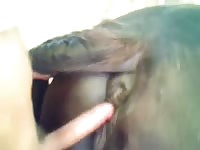Cream Pie Horse Gaybeast.Com - Beastiality Sex Video