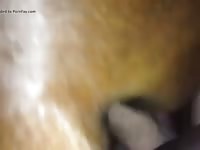 Creampie Mare 2 Gay Beast Com - Animal Porn